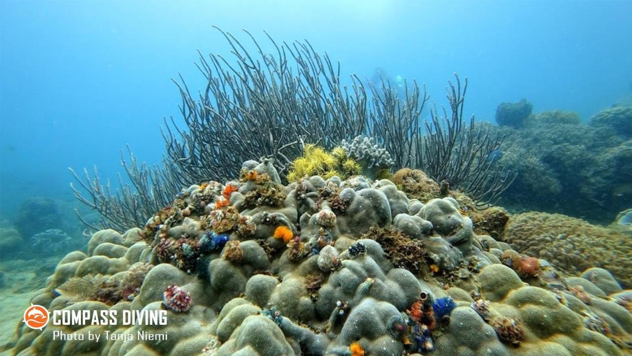 Compass Diving Resort Beloi Extérieur photo