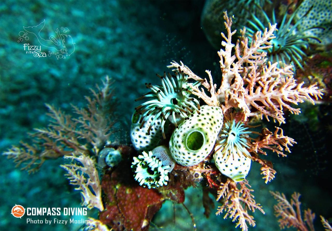 Compass Diving Resort Beloi Extérieur photo